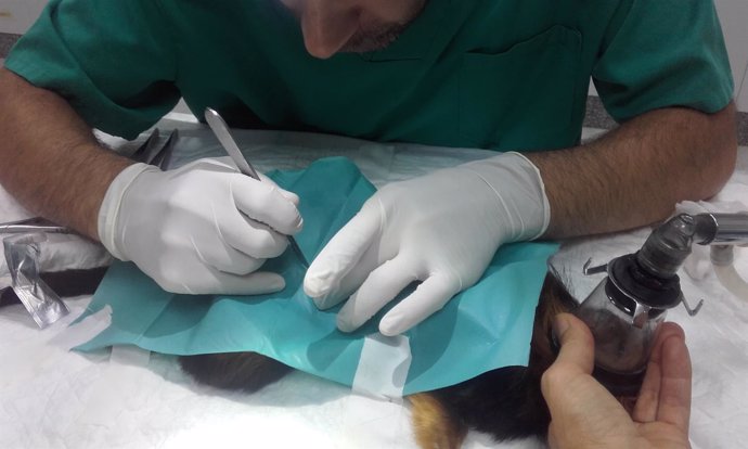 Operación a la hembra de tití león de cabeza dorada 