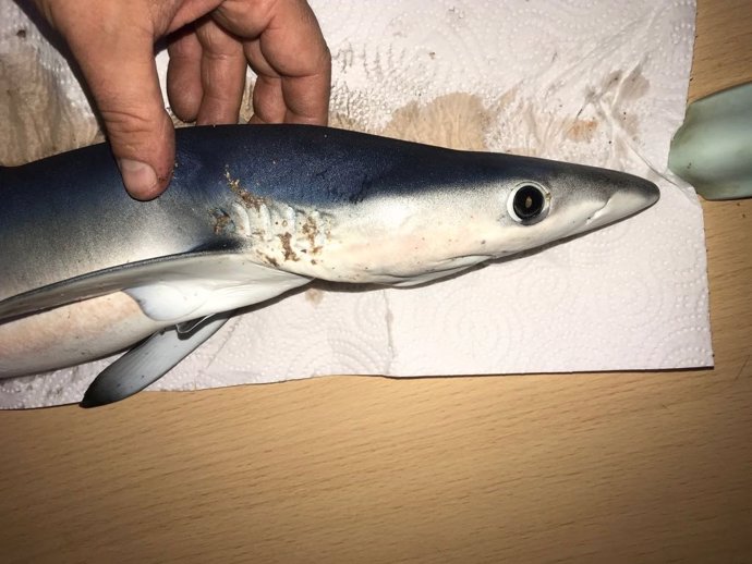 Pequeño tiburón capturado en la playa de Queiruga, en Porto do Son (A Coruña)