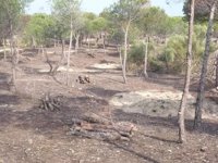 La Junta rechaza las acusaciones de Asaja sobre los incendios y las achaca "al desconocimiento"