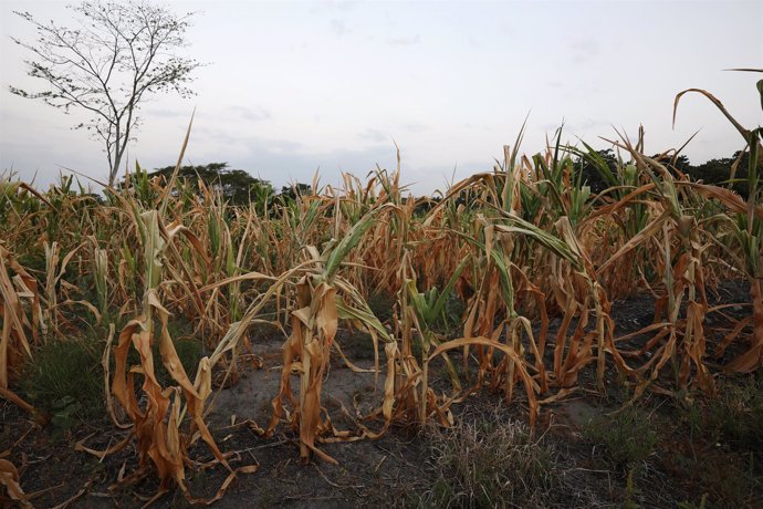 Campo de maíz afectado por la sequía en El Salvador