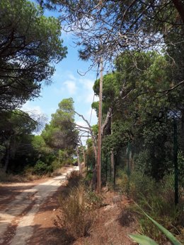 Endesa reforma part de la xarxa elèctrica de Baixa tensió de Blanes (Girona)