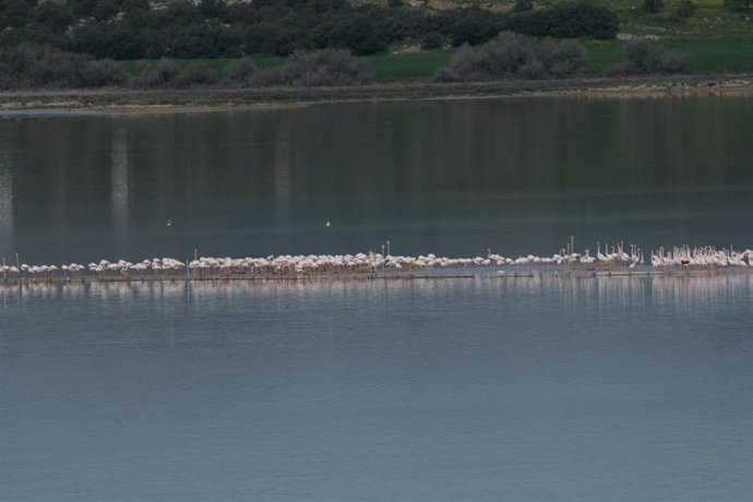 Flamencos en Fuente de Piedra 