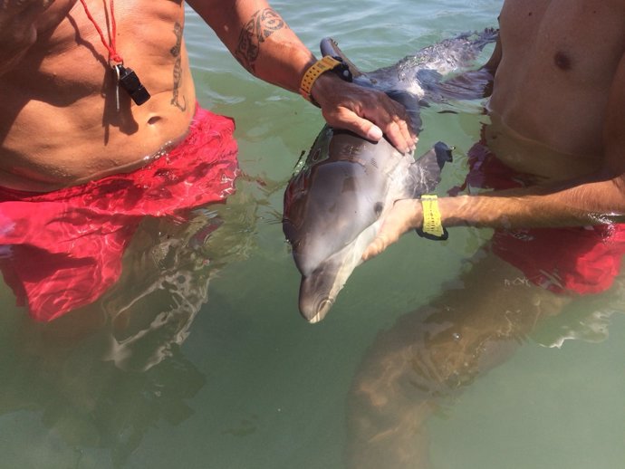 Imagen de la cría de delfín, custodiada por los socorristas