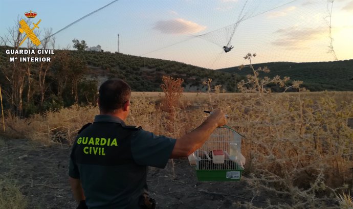 Detenido por captura ilegal de aves fringílidas