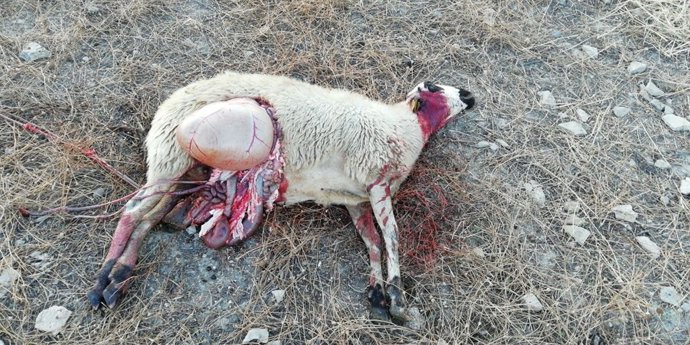 Oveja víctima del ataque del lobo que se alimenta en la Sierra de Alcubierre
