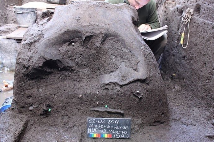 Cráneo de elefanto extinto en en el yacimiento Pilauco (Chile)
