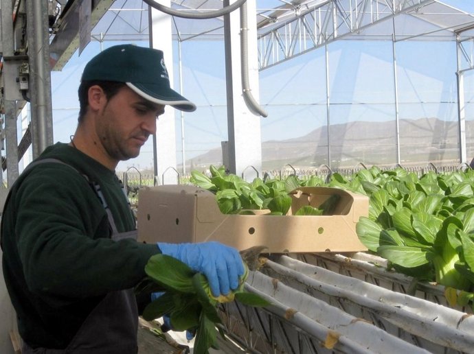 Ayudas de la Junta para la incorporación de jóvenes a la actividad agraria