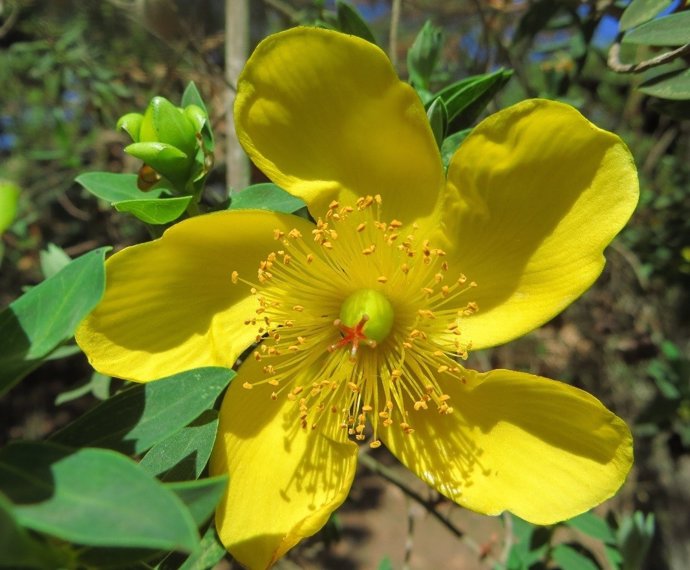 Muestras de flora africana