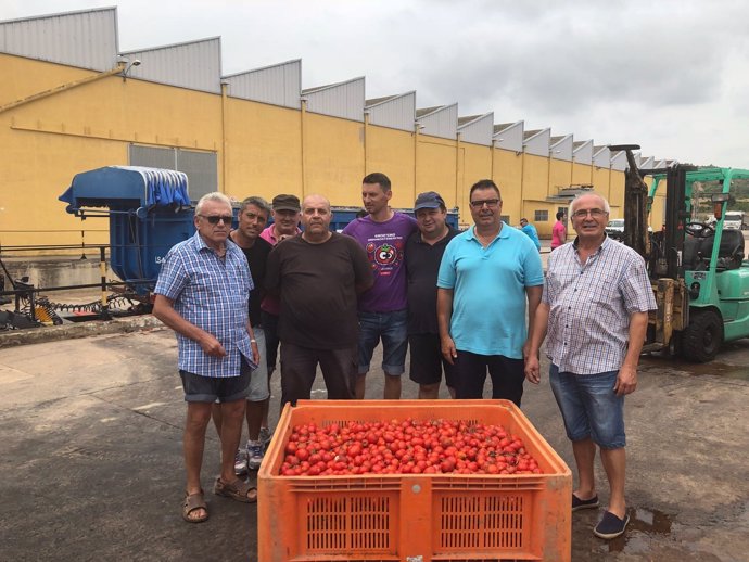 Carga de tomates en La Llosa