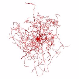 Reconstrucción digital de las neuronas de rosa mosqueta en el cerebro humano