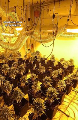 Cultivo de marihuana 'indoor'