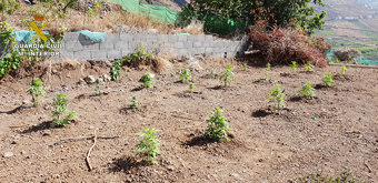 plantas de marihuana
