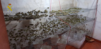 plantas de marihuana