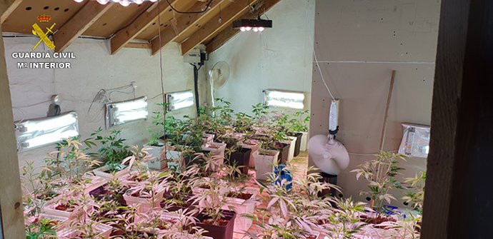 Plantas de marihuana