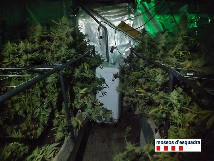 Plantación de marihuana hallada por los Mossos en un sótano de Rellinars