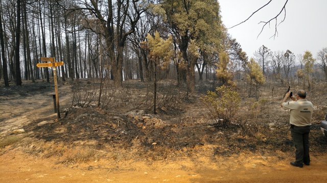 Un agente medioambiental en la zona afectada por el fuego