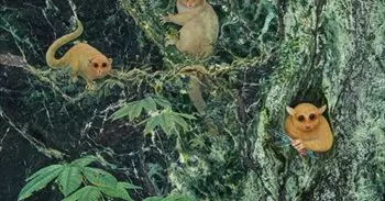 Descubren tres nuevas especies de primates, extintos hace 40 millones de años, que pesaban menos de un kilo