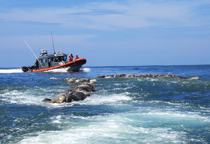 Un vaixell de la marina mexicana a la vora de les prop de 300 tortugues mortes