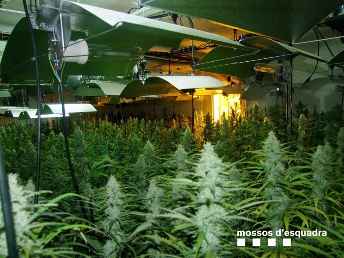 Cultivo de marihuana con 1.279 plantas en una casa de El Catllar (Tarragona)