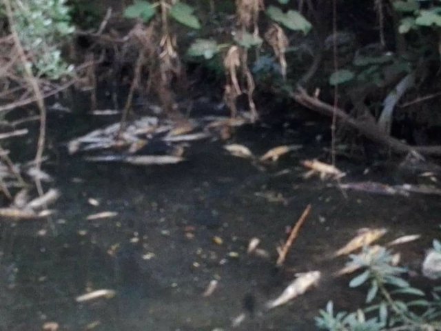 Peces muertos en el Río Pícaro