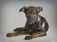 Defaniva señala "trato sádico" al perro encontrado muerto en una casa de Santovenia