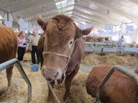 'Salamaq 2018' retransmitirá por internet los concursos morfológicos de la feria