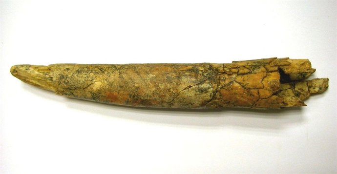 Colmillo elefante.La garma