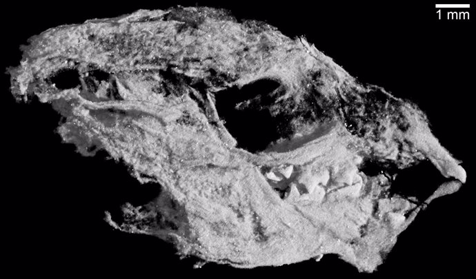 Cráneo de uno de los fósiles de bebé de 'Kayentatherium wellesi'