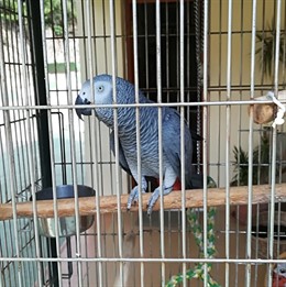 El loro recuperado