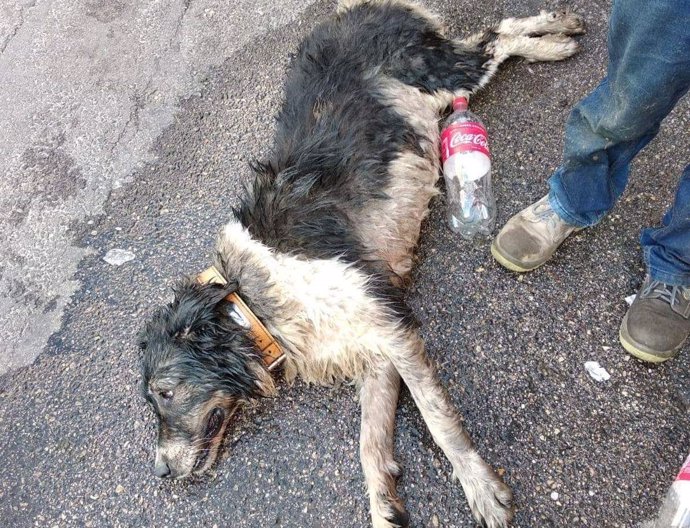 Uno de los dos perros sobrevivió tras permanecer en el vehículo varias horas
