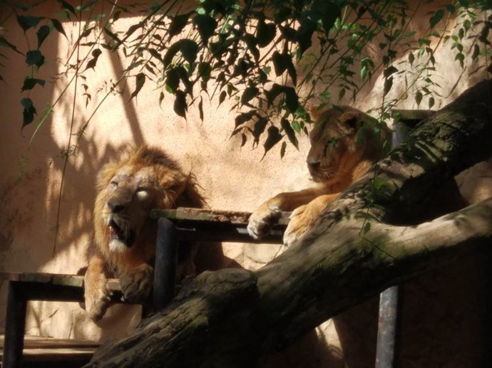 Leones asiáticos del Zoo de Jerez