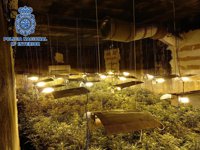 Desarticulan un grupo criminal dedicado a cultivar marihuana a gran escala e intervienen 2.200 plantas