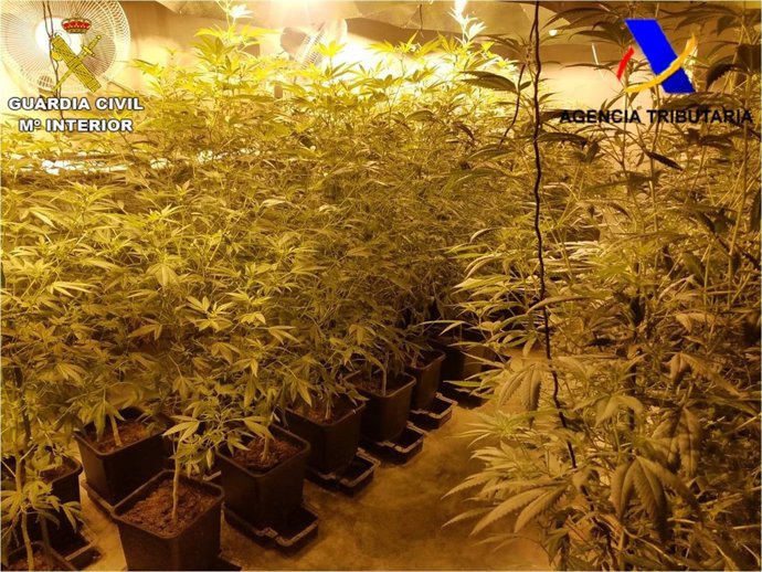 Desmantelada una organización dedicada a traficar con drogas desde un camping