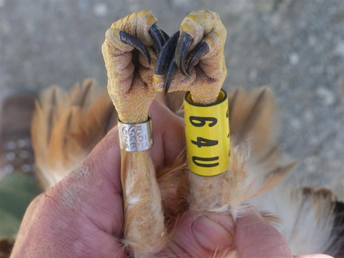 Las anillas colocadas.