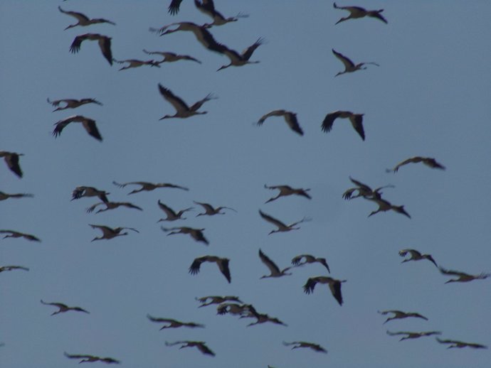 Aves migratorias a su paso por el Estrecho