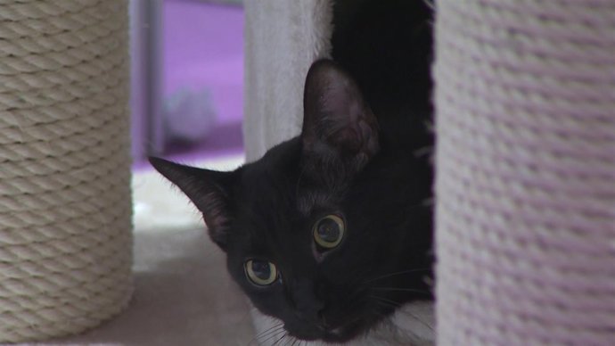 Ifema acoge la Feria 100x100 Mascota 2018