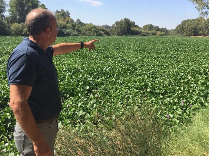 Monago junto al camalote en el río Guadiana
