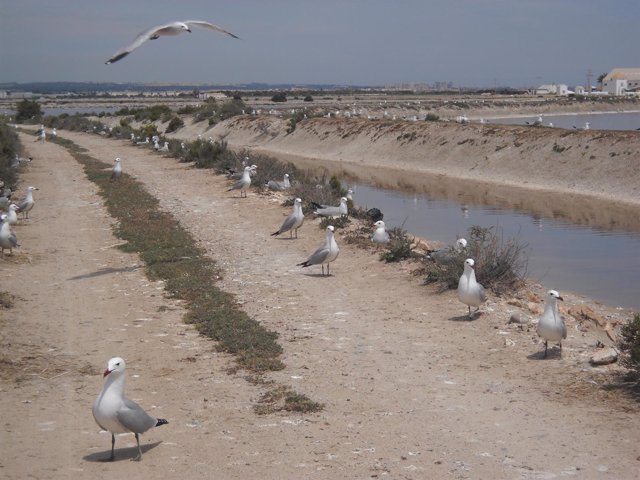 Colonia de gaviota de audouin en las Salinas de San Pedro del Pinatar