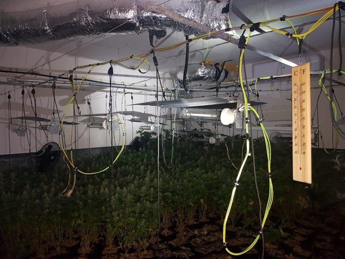 Plantación de marihuana desmantelada en Aznalcóllar