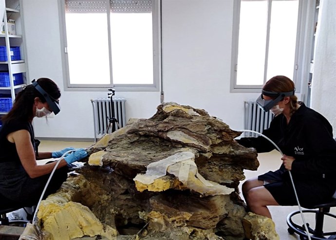 RECUPERAN LA VÉRTEBRA DE UN DINOSAURIO GIGANTE