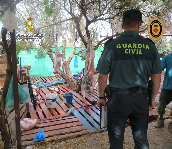 Desmantellen un escorxador il·legal amb 110 bens a Constantí