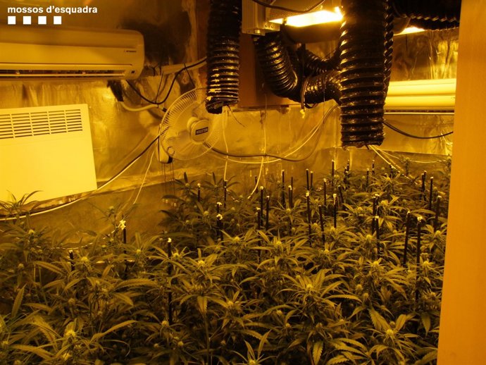 Cau un clan familiar holandès que regentava un 'grow shop'