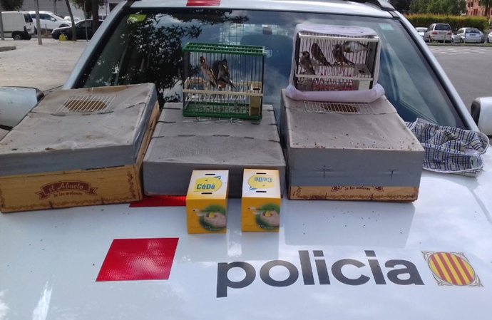 Material i ocells confiscats pels Mossos d'Esquadra