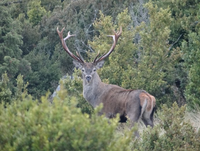 Cérvol en la reserva de Boumort