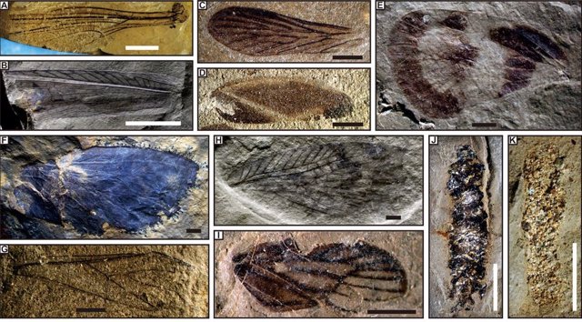 Fósiles de las entomofaunas de Tongchuan and Karamay 