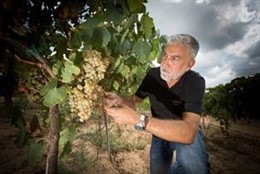Recollida del raïm en Vilarnau