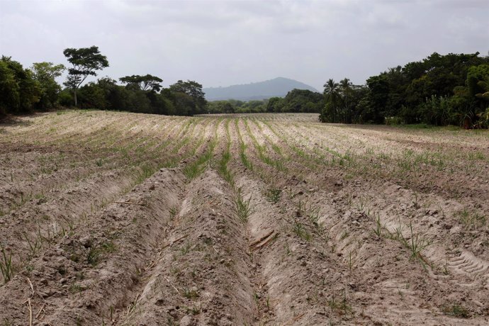 Plantación de azúcar afectada por la sequía en El Salvador