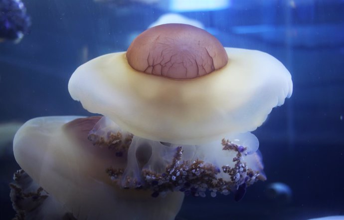 Una medusa huevo frito