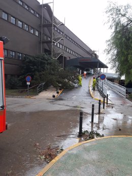Arbol caído a la entrada de las urgencias del Hospital de Xàtiva