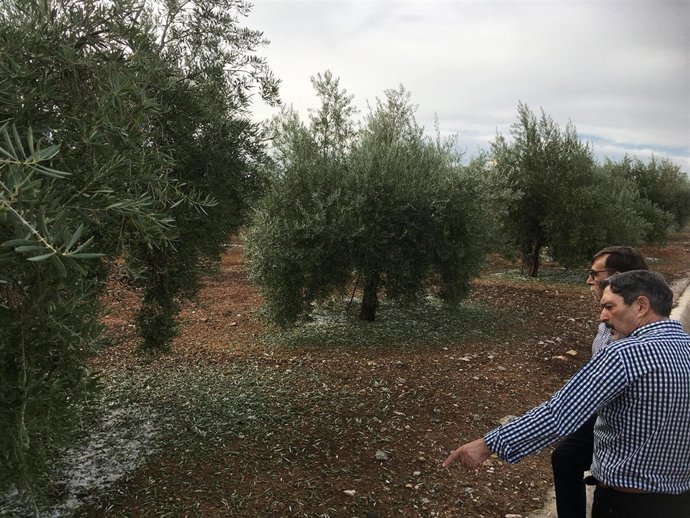 Una granizada causa daños en las cosechas de olivos en Alcaudete (Jaén)